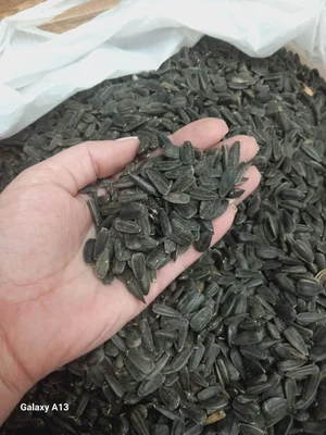 Курочки бройлеры