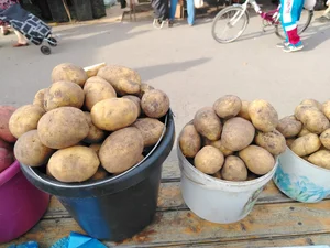 Картофель продовольственный