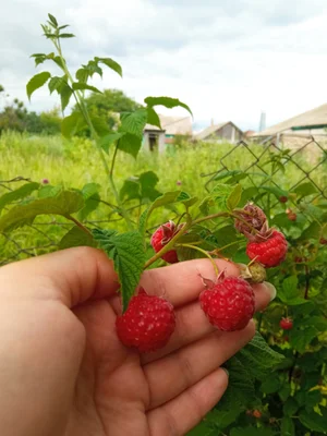 Малинка домашняя