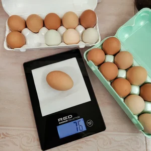 Яйцо куриное домашнее