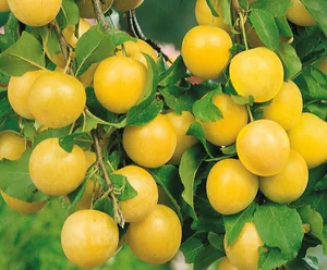 Саженцы черешни