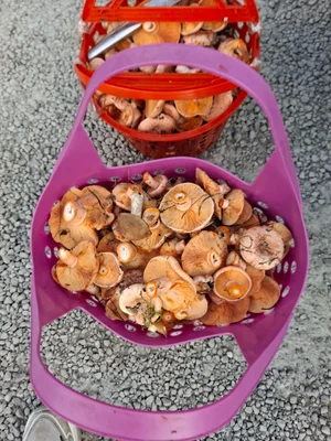 Рыжики