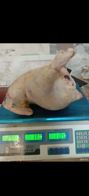 Индейка девочка