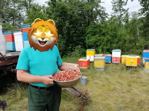 Мед