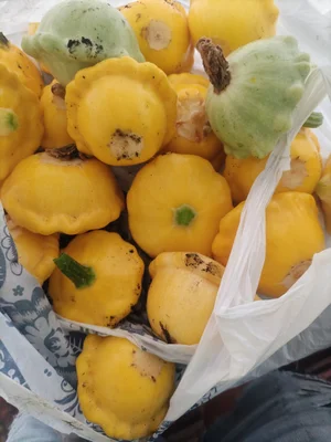 Патиссоны