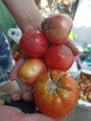 Огурцы на засолку