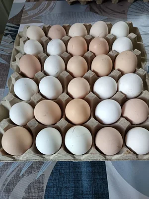 Домашний картофель