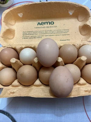 Яйцо