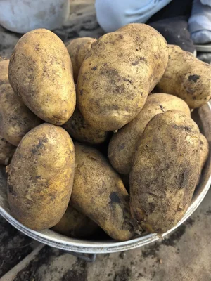 Картофель