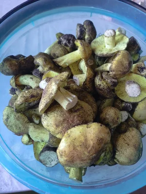 Зеленушки
