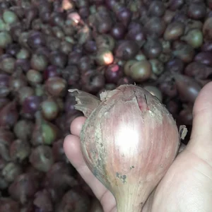 Лук