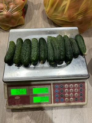 Помидор