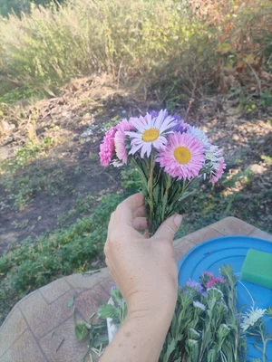 Спаржевая фасоль
