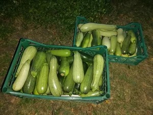 Кабачки