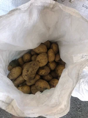 Домашний бройлер