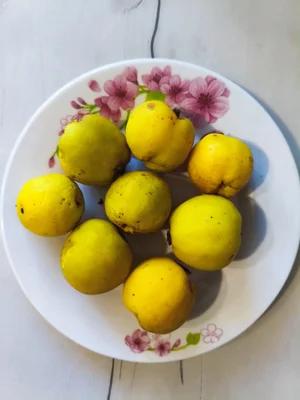 Айва японская