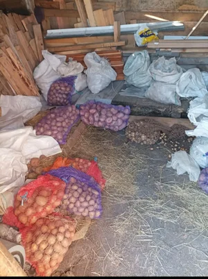 Картошка