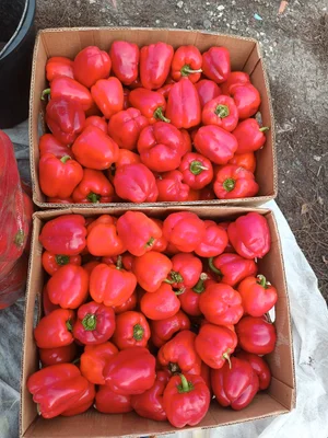 Перец красный сладкий