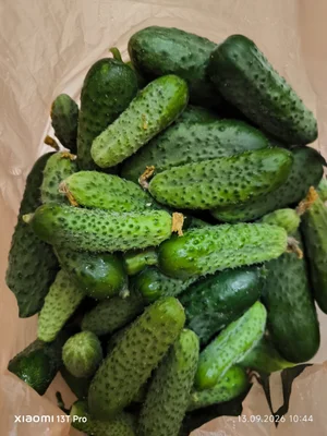 Огурцы