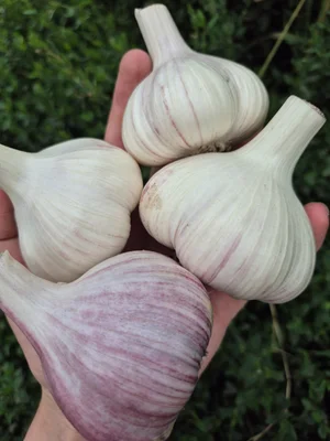 Смородина чёрная
