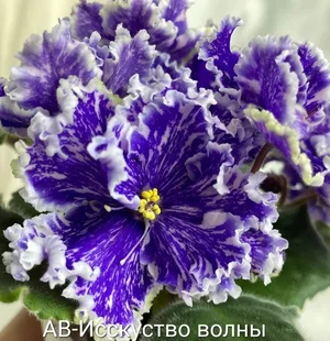 Детки фиалочек