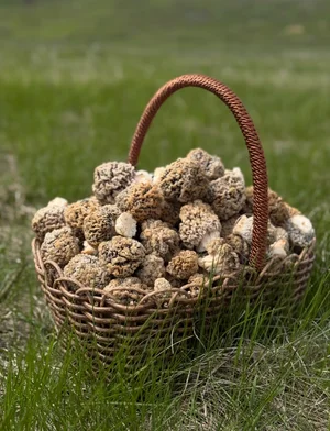 Степной сморчок