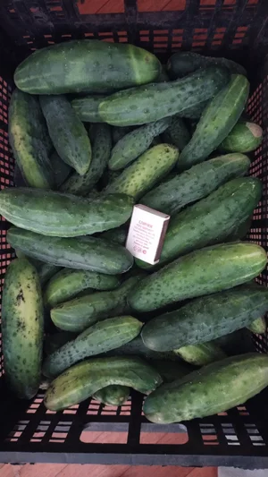 Огурцы