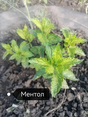 Сортовая мята