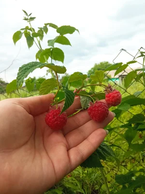 Малинка домашняя