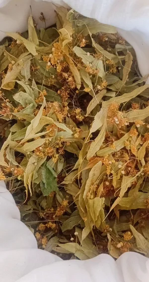 Цветки липы