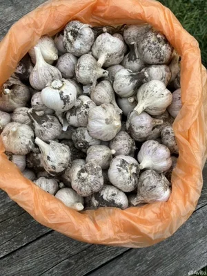 Чеснок