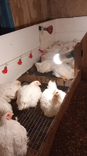 Курица