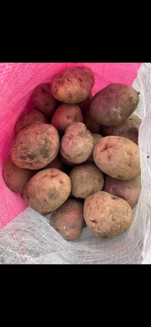 Картофель