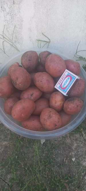 Картофель