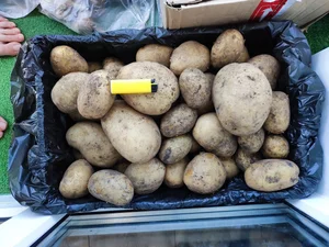 Картофель, крупный