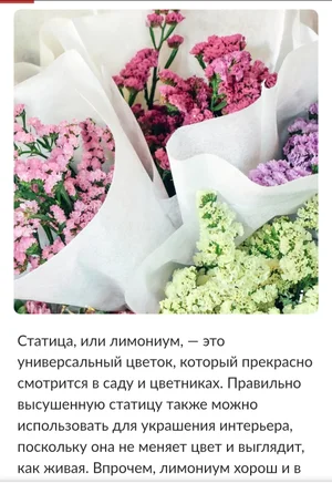 Статица - лимониум