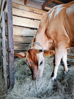 Молочная продукция из цельного молока