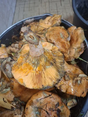 Рыжики