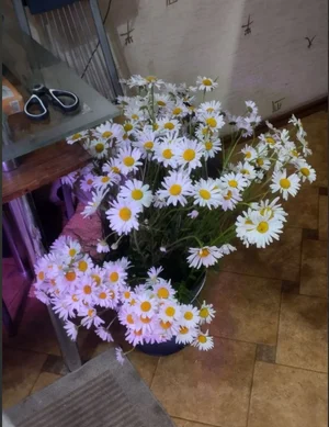 Ромашки