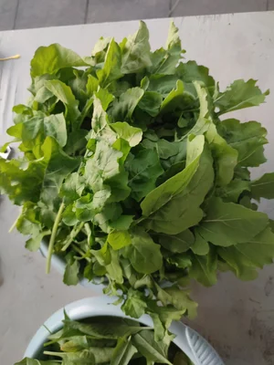 Руккола, салат, шпинат
