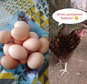 Клубника