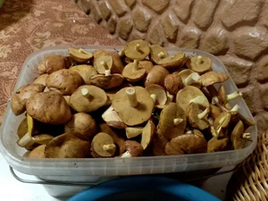 Маслята маринованные