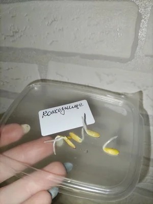 Фасоль