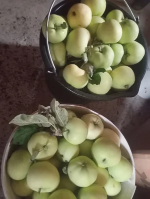 Яблоки