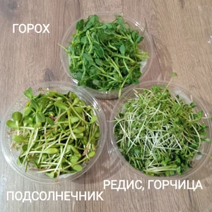 Сладкий горох
