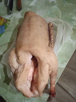 Утка
