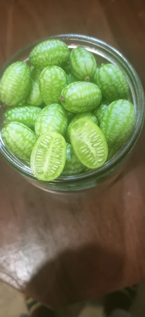 Мелотрия (арбузный огурец, cucamelon)