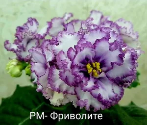 Детки фиалочек