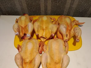 Курица