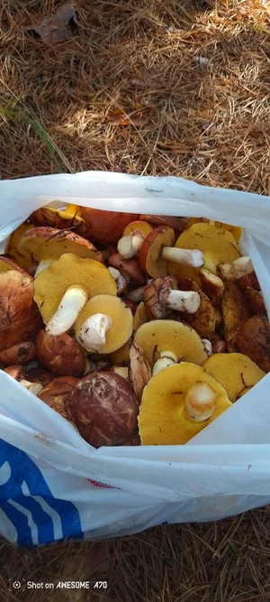 Маслята свежесобранные
